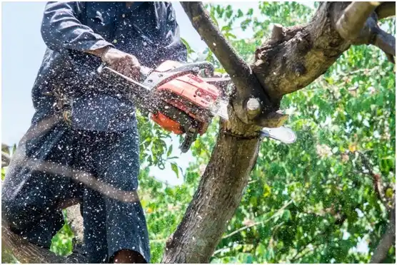 tree services Boscobel